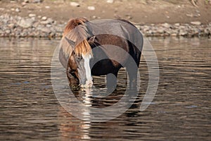 Dark brown chestnut bay wild horse stallion reflecting in the Salt River while feeding on eel grass - Mesa Arizona USA