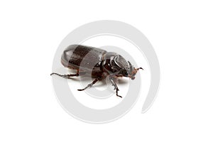 Dark brown Coconut rhinoceros beetle.