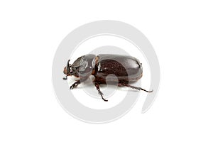 Dark brown Coconut rhinoceros beetle.