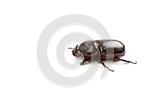 Dark brown Coconut rhinoceros beetle.