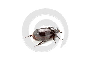 Dark brown Coconut rhinoceros beetle.