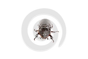 Dark brown Coconut rhinoceros beetle.