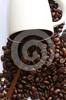 Dark brown coffee beans close-up