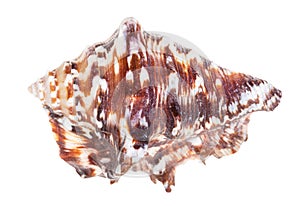 dark brown conch of muricidae mollusk isolated