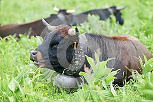 The dark brown cow