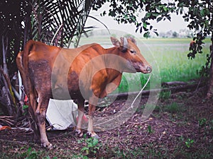 A dark brown cow tied with a rope It is easily found in rural Thailand.