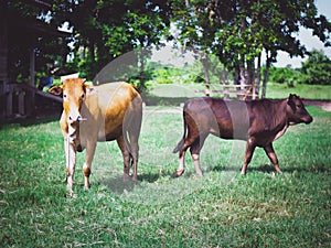 A dark brown cow tied with a rope It is easily found in rural Thailand.