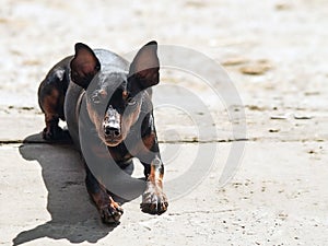 Dark brown dog