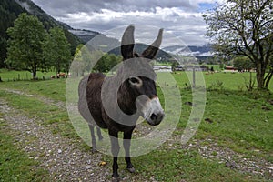 Dark brown donkey on pasture in Verfenveng, Austria, Europe, wild natural scenery