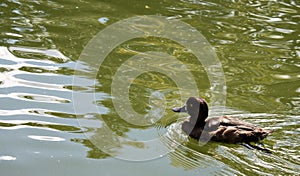 Dark brown duck swims on the Moscow pond
