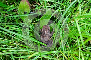 Dark brown earthen frog close-up among bright green vegetation, various plants