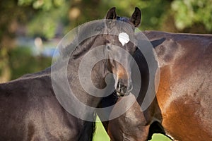 Dark brown foal