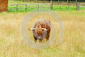 A dark brown highland cow grazing in a fenced pasture