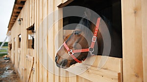 A Dark Brown Horse With A Black Mane Looking Out From The Window Of The Stall