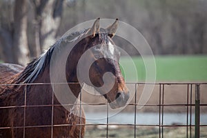 Dark brown horse closeup