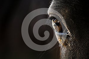 Dark brown horse eye closeup