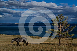 Dark brown horse goes on the grass near tree, blue lake baikal, in the light of sunset, against the background of mountains