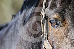 Dark brown horse head with right eye