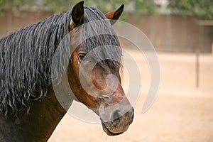 A dark brown horse looks at the photo in the middle of the corral