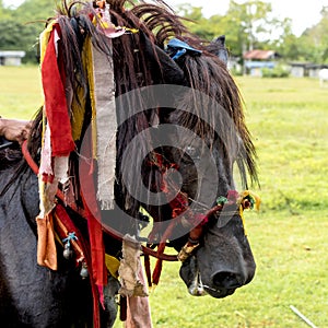 Decorated horse head at Pasola Festival, Kodi, Sumba Island, Nusa Tenggara photo