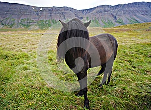 Dark brown Icelandic horse with fluffy black forelock and mane standing on green grass against the background of mountains, horse