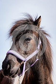 Dark brown Icelandic horse with purple headstall