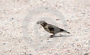 A Dark Brown Immature Type 2 Ponderosa Pine Red Crossbill Loxia curvirostra Perched on the Ground Eating Grit in the Mountains