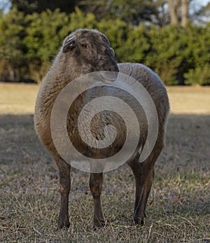 Dark brown Katahdin sheep