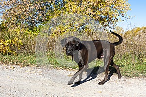 Dark brown Labrador Retriever male dog outdoors