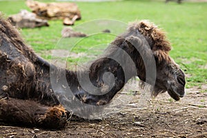 A dark brown one-humped dromedary camel lies in a zoo