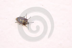 Pentatomidae stinkbug photo