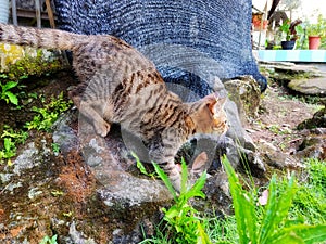 dark brown pet cat on the rock pounces on prey
