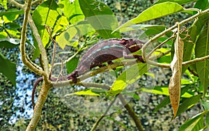 Dark brown or purple Parson's chameleon - Calumma parsonii - walking on tree branch, green leaves around photo