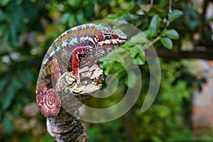 Dark brown or purple Parson's chameleon - Calumma parsonii - walking on tree branch, green leaves around photo