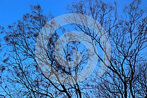 Dark Brown Sketchings of Branches and Almost Buds on Trees Just Before Spring Completes Its Arrival