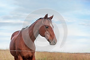 Dark brown skinny horse
