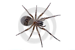 Dark brown spider on a white background