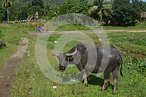 Dark brown water buffalo eating grass in a field surrounded by tropical trees