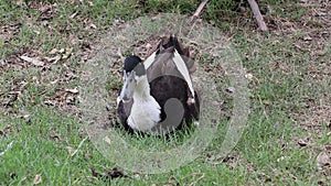 Dark brown and white color of duck laying down on the greensward. It is a waterbird with a broad blunt bill.