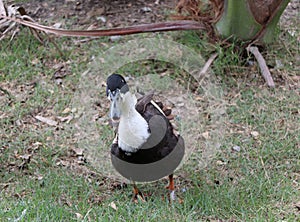 Dark brown and white color of duck standing on the greensward. It is a waterbird with a broad blunt bill.