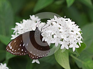 The dark brown with white spots butterfly sitting on white flower