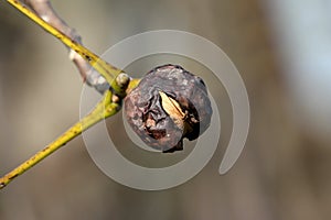 Dark brown wrinkled walnut husk with barely visible light brown shell started to emerge still attached to green branch