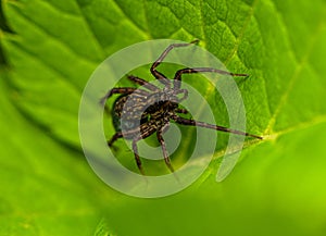 A dark brown with yellow spots small spider sits on a green leaf