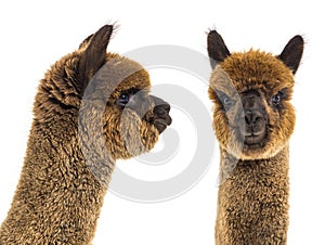 Dark brown young alpaca - Lama pacos, isoltaed on white