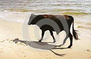 Dark bull on beach