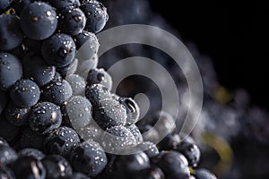 Dark bunch of grape in low light on black background , macro shot , water drops