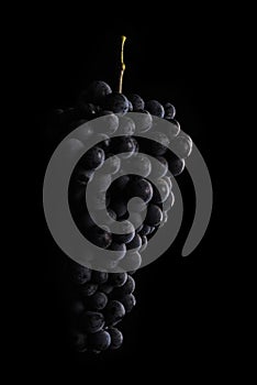 Dark bunch of grape in low light on black isolated background , macro shot , water drops