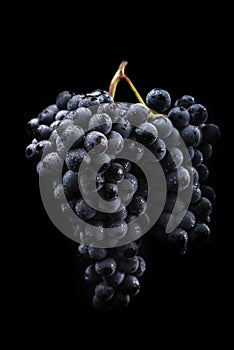 Dark bunch of grape in low light on black isolated background , macro shot , water drops