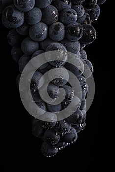 Dark bunch of grape in low light on black isolated background , macro shot , water drops