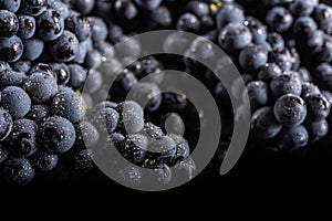 Dark bunch of grape in low light on black isolated background , macro shot , water drops